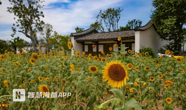 福州代表性的古厝，仓山区梁厝：古韵悠悠