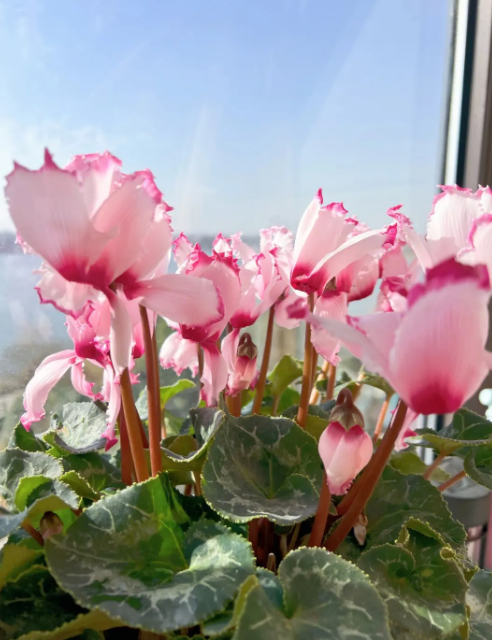 仙客来的花语是什么，仙客来花名的由来（如何养好仙客来盆栽）