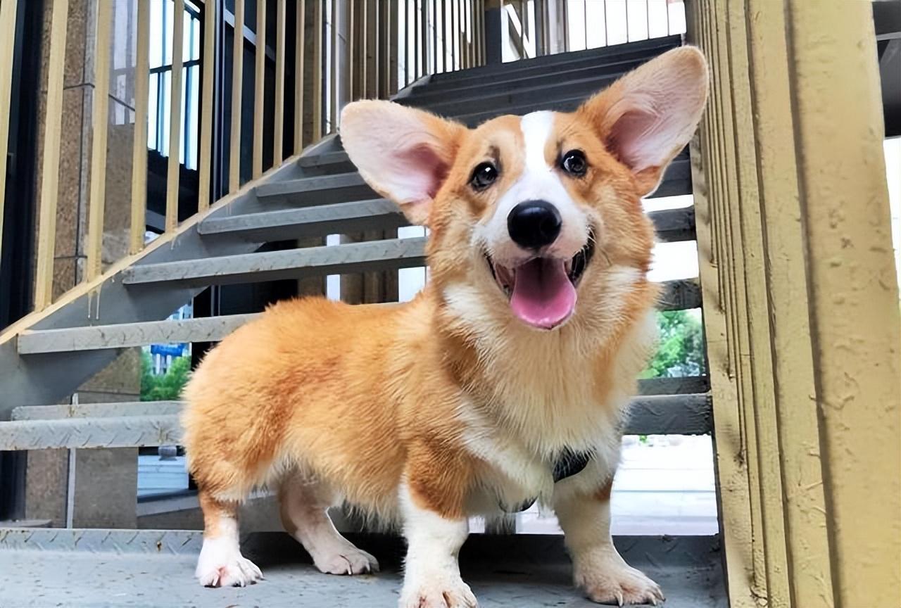 纯柯基多少钱一只(大部分人养的柯基都是串的) - 价格百科