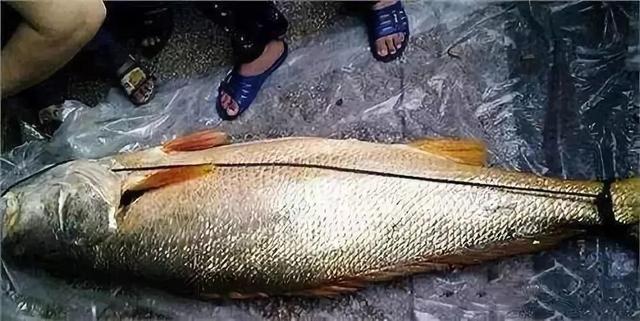 小黄鱼长大后会不会变成大黄鱼，为什么小黄鱼长不成大黄鱼（这几种鱼样子都很相似）