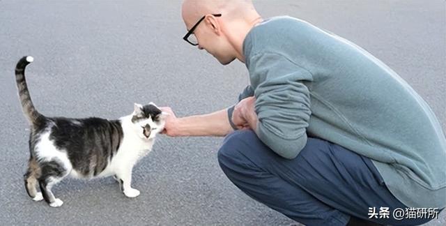 生肖牛的性格特征大盘点，十二生肖牛性格特点（社牛猫咪的6个行为特征）