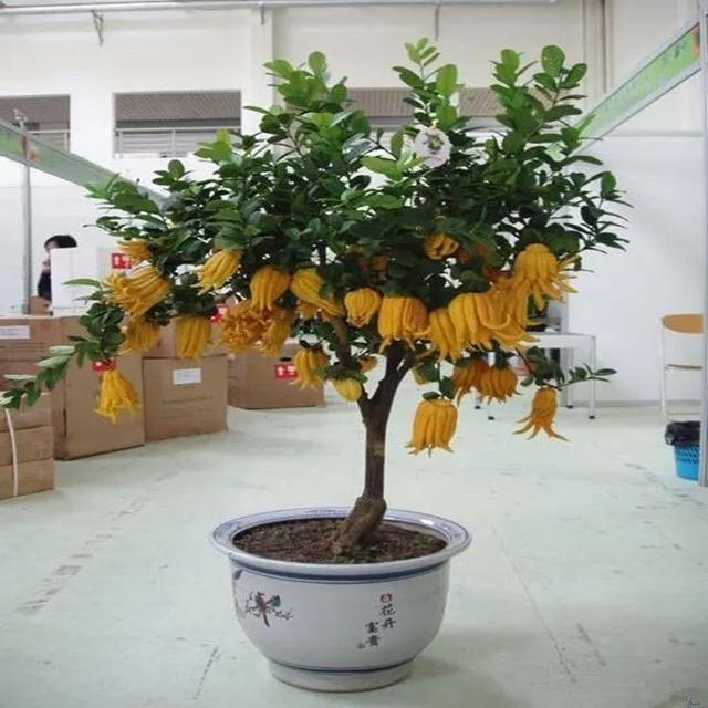 佛手果多少钱一斤，佛手多少钱一斤（年收入几十万不是梦）