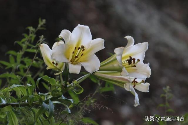 曼陀罗花的图片，曼陀罗花是什么（301味中药材的原植物彩色图谱）