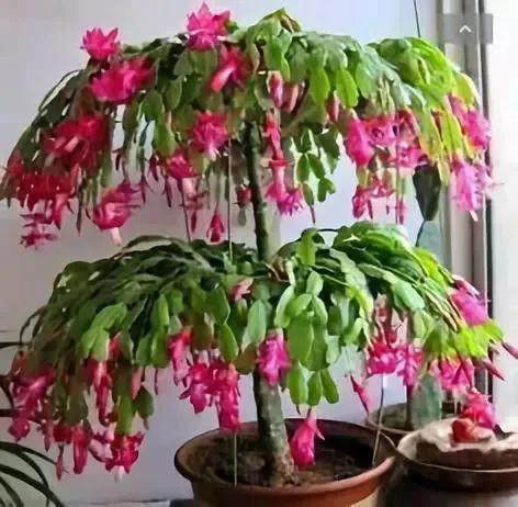 仙人掌开花图片，八种开花勤快的仙人掌植物（40多种罕见的仙人掌开花图）