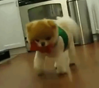 博美犬好养吗，博美犬怎么养（告诉你一个秘密：养狗）