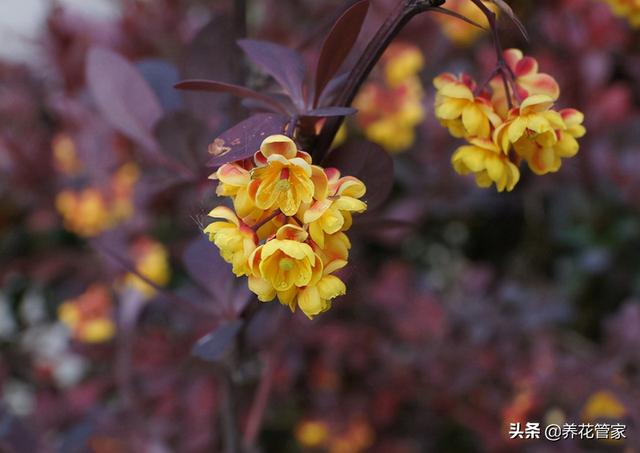 紫叶小檗的品种简介，紫叶小檗的花色（当园林中不知名的小檗）
