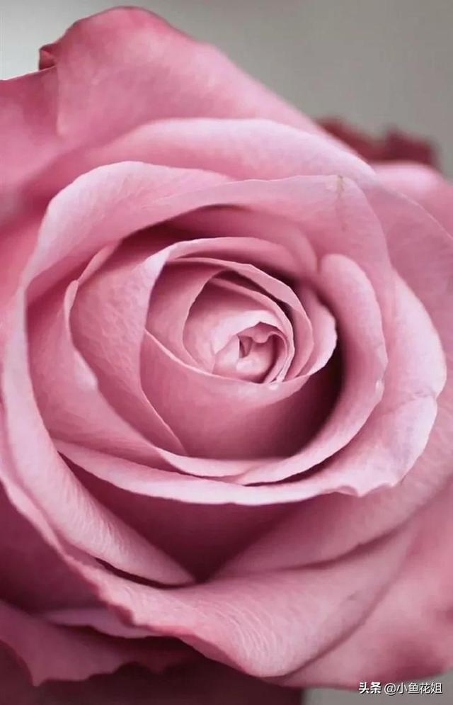 母亲节送什么花，母亲节送什么花最适合（能送给母亲的花不只是康乃馨）