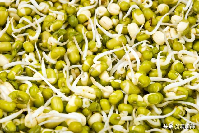 2,看似简单的绿豆芽苗菜生产,原来还有这么多你不知道的"秘密