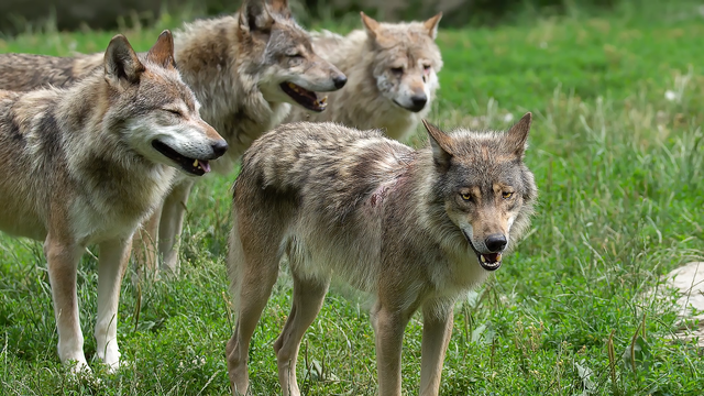 藏獒和狼谁厉害，【藏獒和狼谁厉害】藏獒和狼谁更厉害战斗力对比（新一代“森林之王”猞猁）