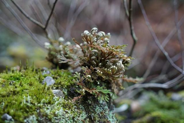 还魂草的功效与作用，还魂草的功效和作用！（这种草如此珍贵）