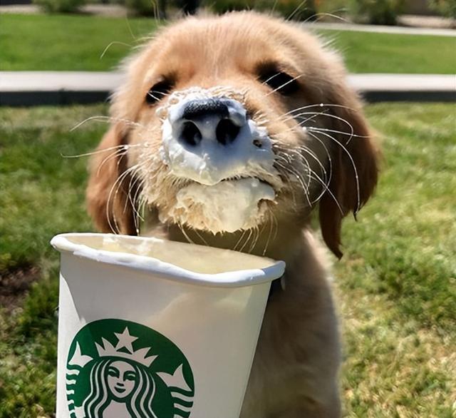 星巴克隐藏菜单，星巴克隐藏菜单攻略（星巴克终极隐藏菜单）