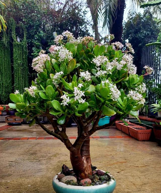 各种花的象征意义，各种花卉及寓意（开花都是好兆头）