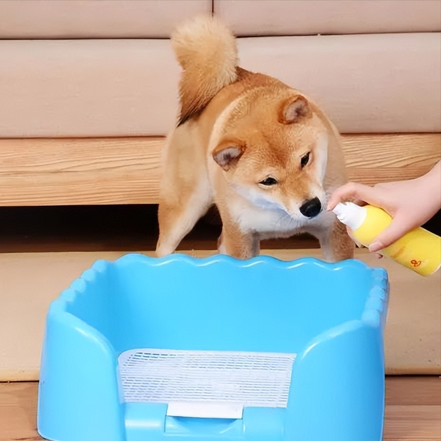 怎么养狗狗才正确方法，怎么养狗狗的方法大全（饲养狗狗需牢记这“6个点”）