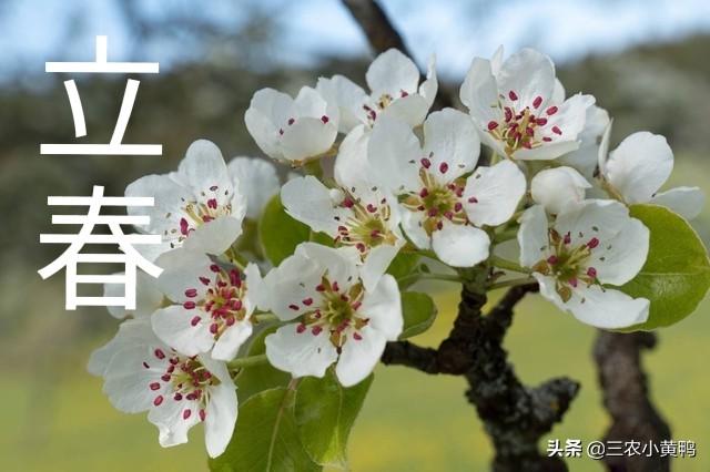 立春是2022的几月几日，2022年立春是几月几号几点几分（2022年数九怎么安排）