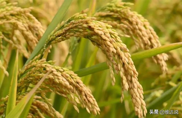 1,世界四大主粮的绝对主力:中国土生土长的水稻和原产于西亚的小麦