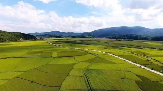 五常大米四大品牌，五常大米哪个品牌好（我选它——五常大米）