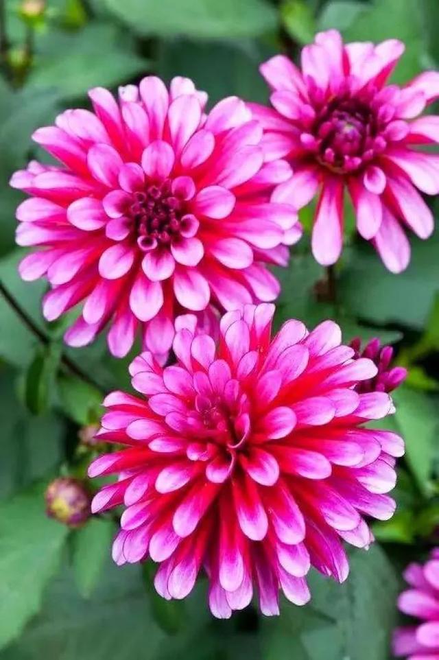 夸赞女人漂亮的句子，夸女人的美言佳句（女人如花，绚烂绽放，活出精彩）