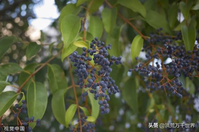 女貞(女貞子),女貞,迎接初夏的第一縷香氣(女貞子樹長什麼樣)