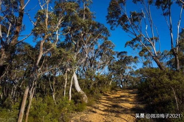 蓝桉青鹧网名，蓝桉青鹧微信昵称（蓝桉，我的温柔只给你一人）