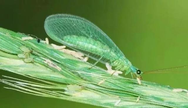 蝉是益虫还是害虫,蝉为什么只能活七天(这些虫子都是好的) 蝉是益虫还是害虫,蝉为什么只能活七天(这些虫子都是好的)