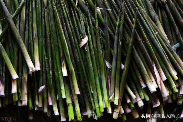 野菜的种类有哪些，野菜都有什么种类（教你认识不同的野菜和吃法）