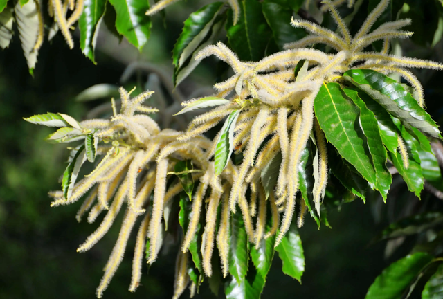 关于植物的古诗，摘抄与植物有关的古诗（归来追旧迹）