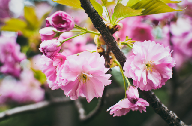 西安好玩的景点，西安好玩的景点推荐临潼骊山（西安踏青好去处整理好了）