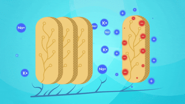 电鳗为什么会放电，电鳗为什么会放电百科（放电瞬间电压高达800伏特）