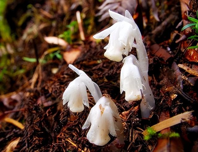 幽灵之花,广西大明山惊现罕有"幽灵之花"(幽灵之花水晶兰)