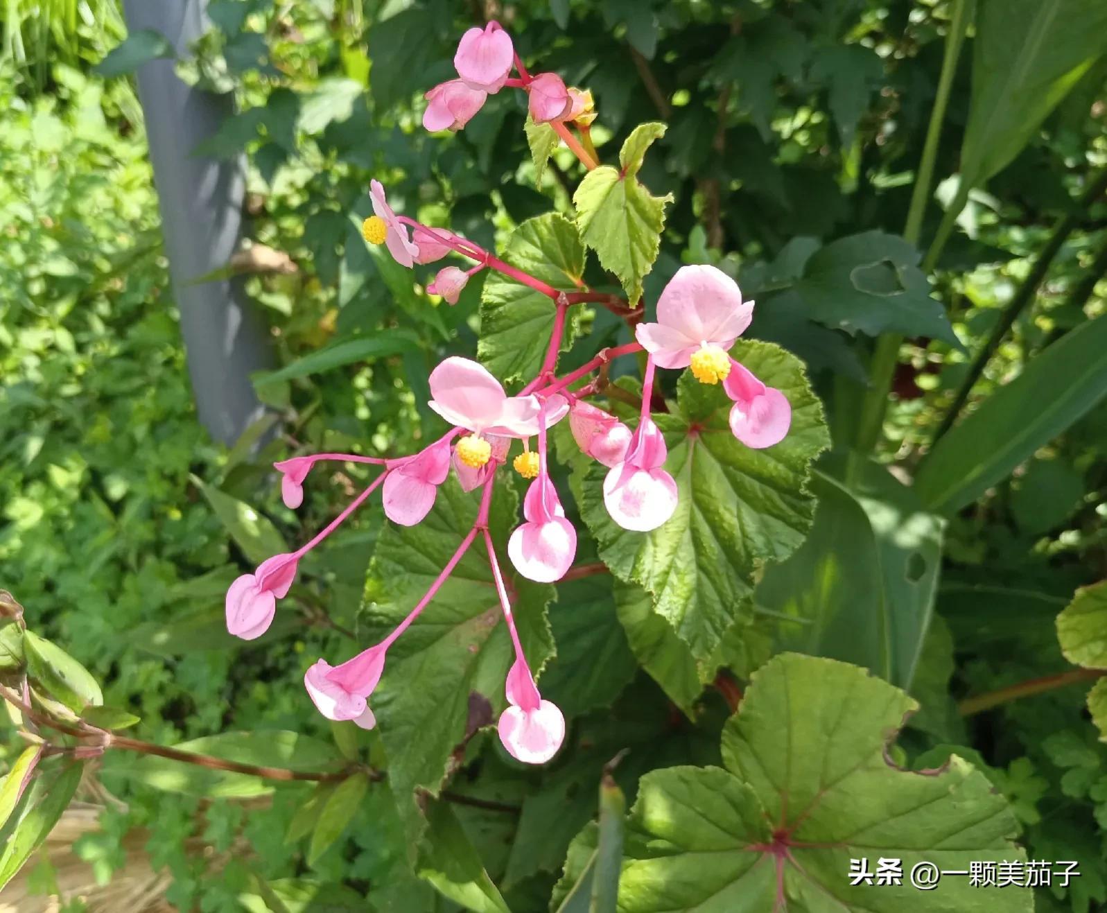 秋海棠花语(全部花的花语和象征意义)插图(6)