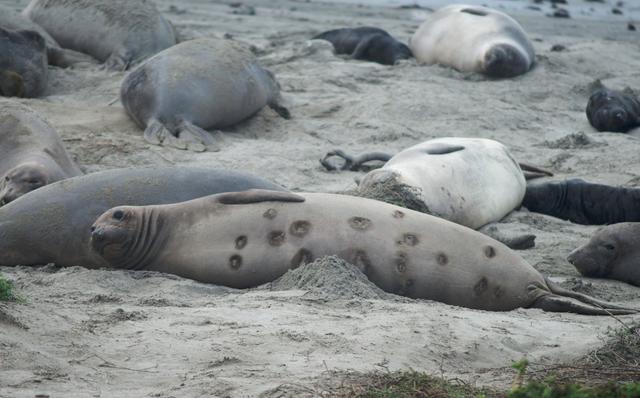 虎鲸和蓝鲸谁厉害，虎鲸vs巨齿鲨vs蓝鲸哪个会赢（深海最凶狠的动物）