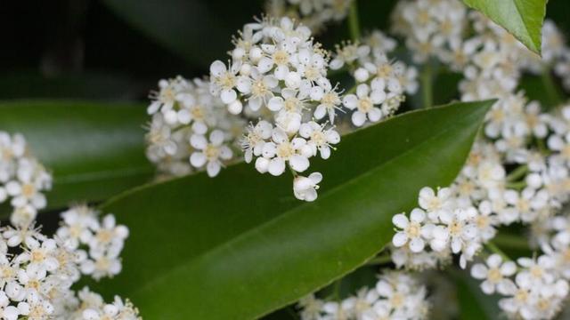 石楠花气味是什么味道，为什么路边种那么多