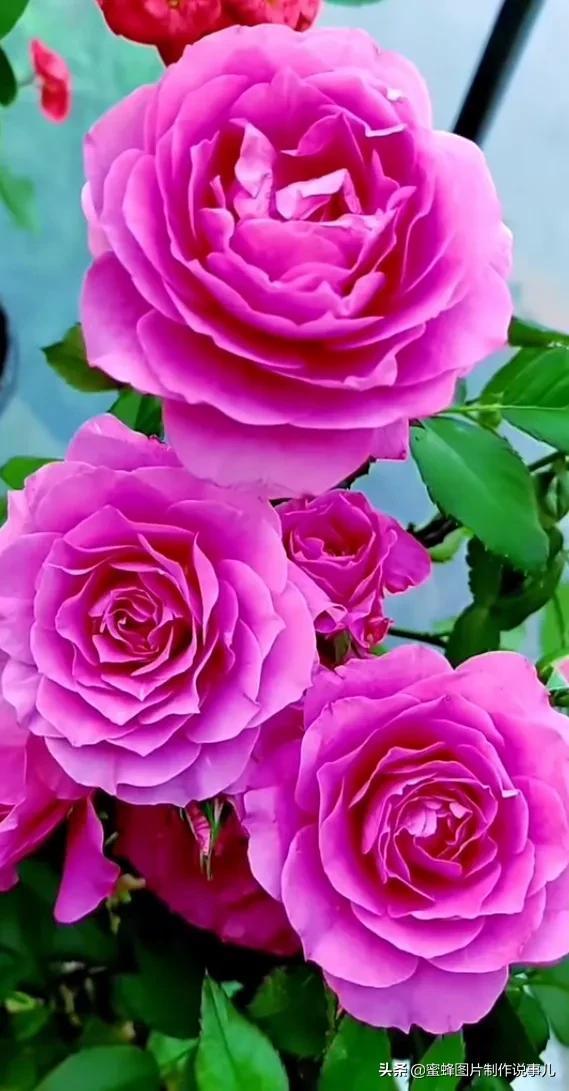 美美美的，美美美的表情包（壁纸美图）