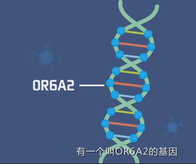 怀孕可以吃香菜吗，孕妇能吃香菜吗（你喜欢吃香菜吗）