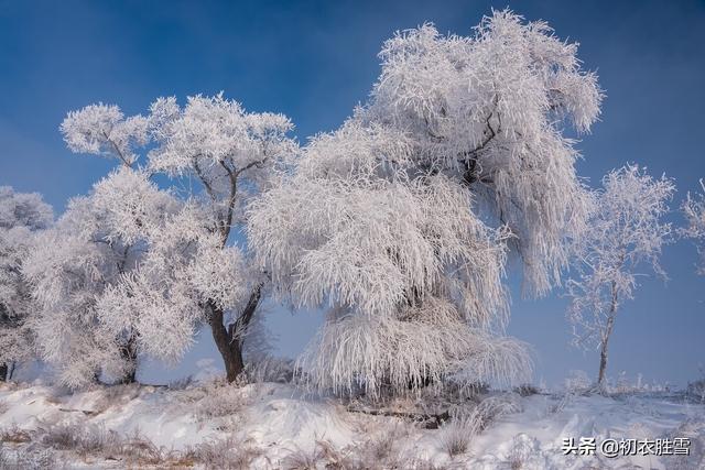 关于雪的诗句古诗，赞美雪的诗句古诗（古诗中的飘飘雪八首）