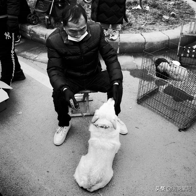 宠物市场在哪里，成都的宠物狗市场在那里呀（漯河宠物市场印象）