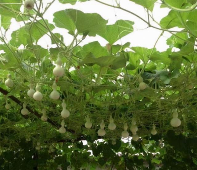 宝葫芦是什么，宝葫芦是什么电影（几个月就能收获“葫芦娃”）