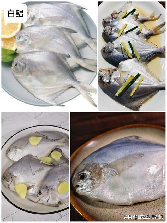 40种“好吃不贵”的野生海鱼（上），附：价格和吃法，请收藏