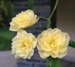 木香花为什么叫鬼招手，木香花为什么不能种（黄木香花，鬼招手）
