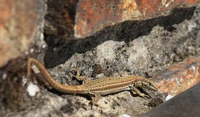 壁虎的寿命，壁虎的寿命有10年吗（为何能位居“五毒”之一）