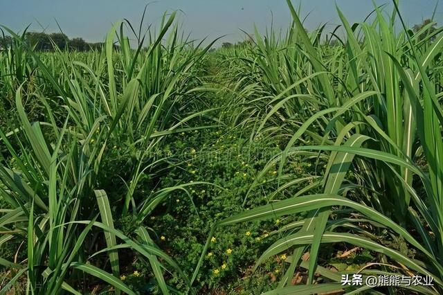 甘蔗的种植技术方法，如何种植甘蔗（甘蔗的种植方法）