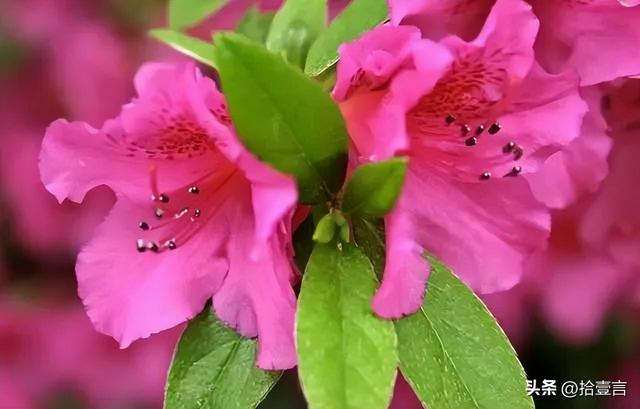 男孩子喜欢你的表现，男生喜欢你的种种表现（才会有的四个“反常”表现）