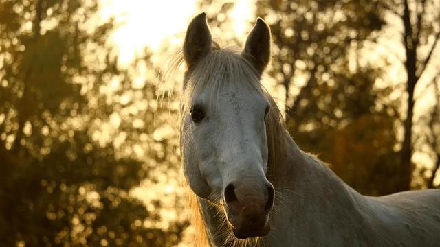草原经典老歌三十首，蒙古草原老歌500首（马头琴经典曲目）