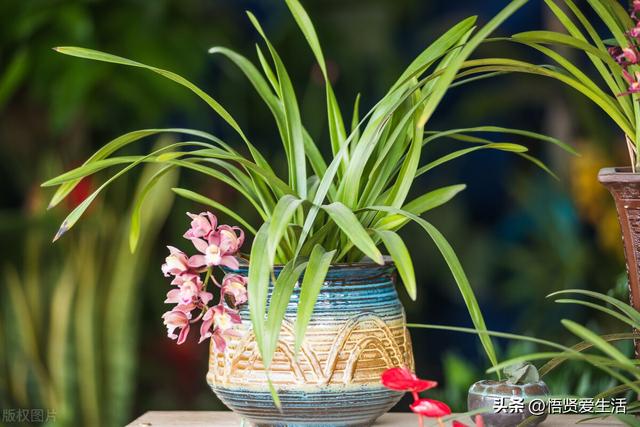 十大最香兰花品种，11种难得一见的名贵兰花