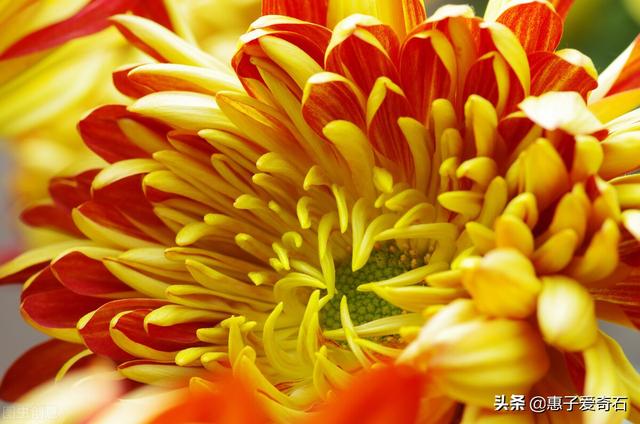 菊花残满地伤下一句是什么，菊花残满地伤的下一句是什么（赞美花中四君子的十二首诗词）