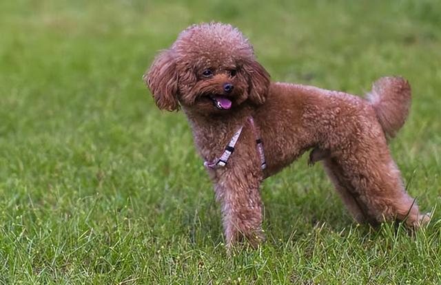 小型宠物狗品种大全，小型犬品种（国内小型犬品种）