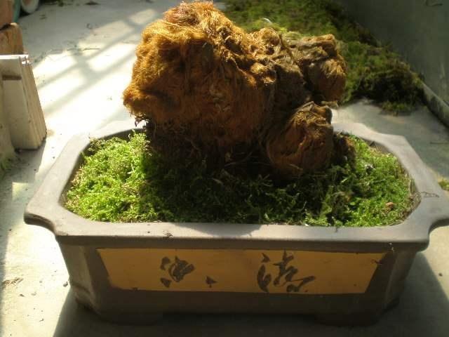 金毛狗蕨类植物的药用价值，金毛狗蕨的功效与作用（金毛狗蕨的功效与作用）