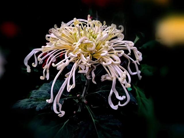 重阳节和菊花有什么关系，重阳节菊花代表什么意思（重阳节与菊花）