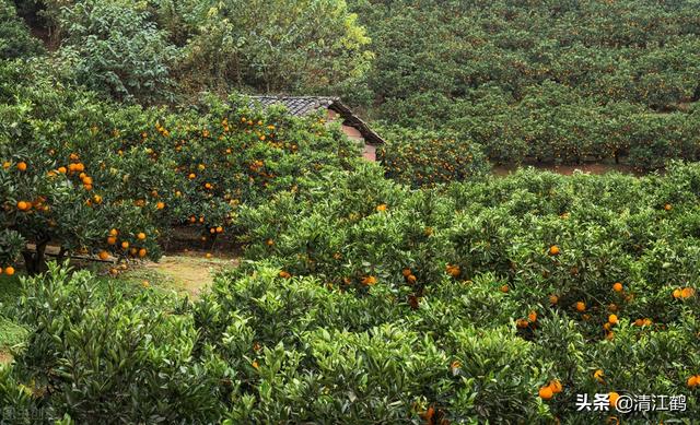 水稻什么时候打拿敌稳，水稻什么时候打拿敌稳最好（两病害稳“拿捏”）