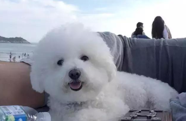 比熊犬吃什么，比熊犬吃什么狗粮（宠物课堂：比熊幼犬补充吃什么）